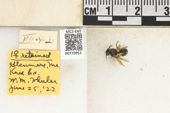 Media type: image;   Entomology 770953 Aspect: Labels